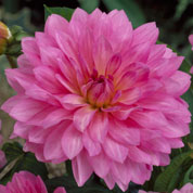 Dalia Decorativa 'Christine'